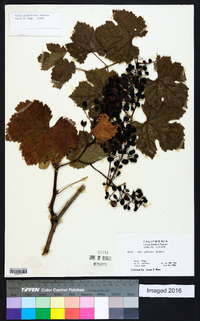 Vitis californica image