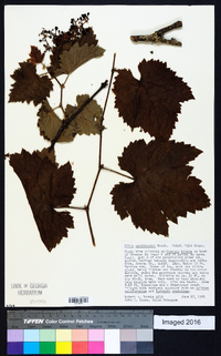 Vitis californica image