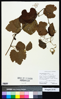 Vitis californica image