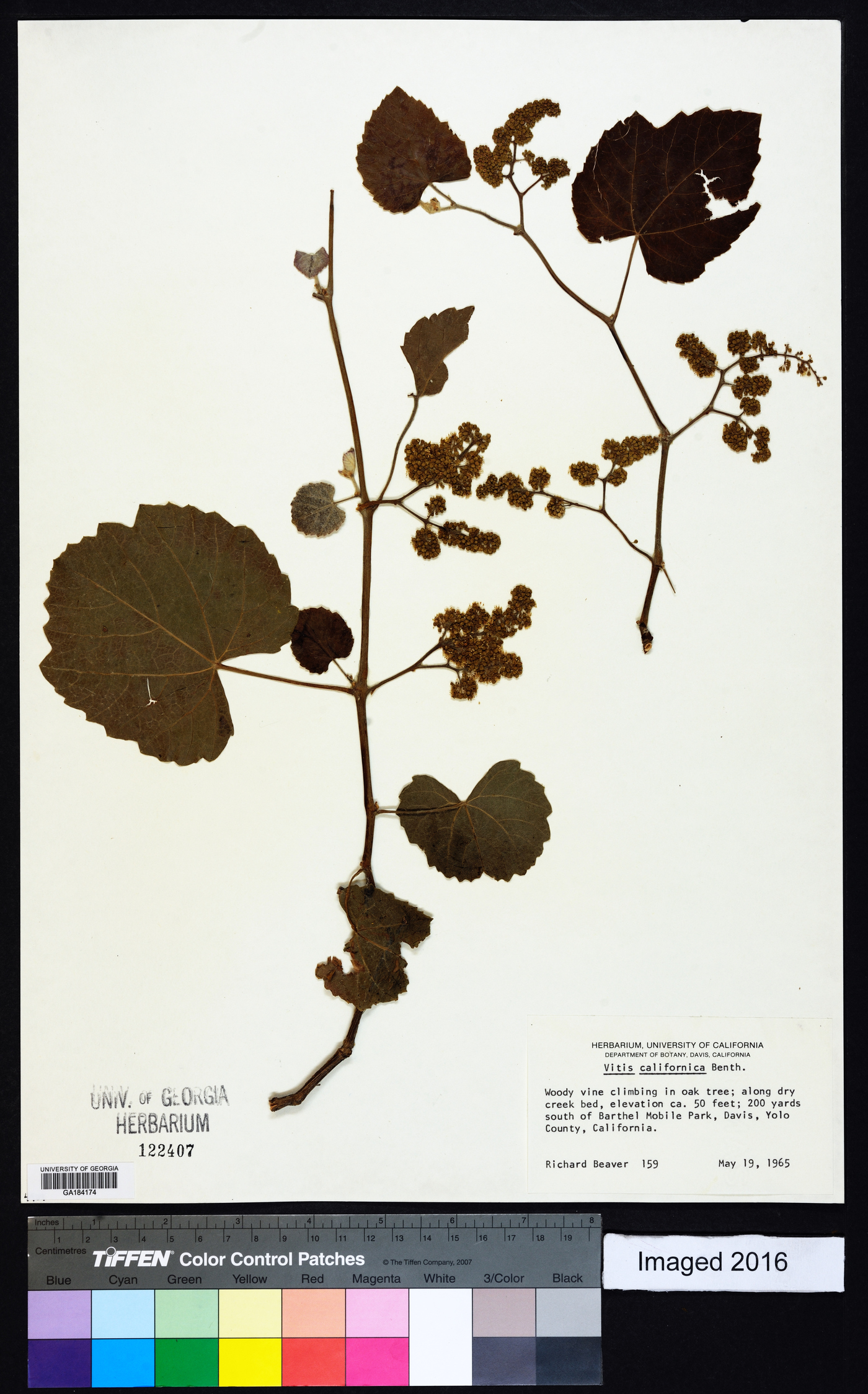 Vitis californica image