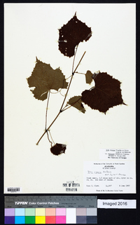 Vitis cinerea var. baileyana image