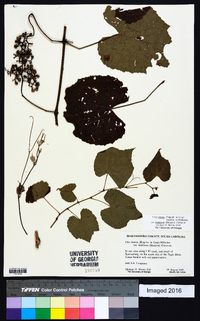 Vitis cinerea var. baileyana image