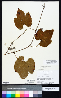 Vitis cinerea image