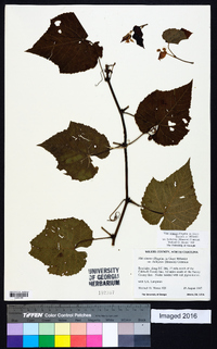 Vitis cinerea var. baileyana image