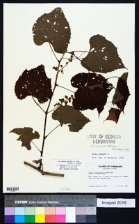 Vitis cinerea var. baileyana image