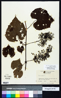 Vitis cinerea image