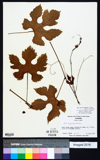 Vitis cinerea image