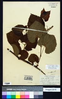 Vitis cinerea var. baileyana image