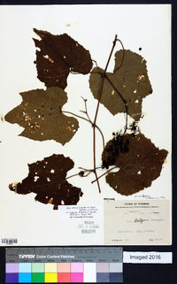 Vitis cinerea var. baileyana image