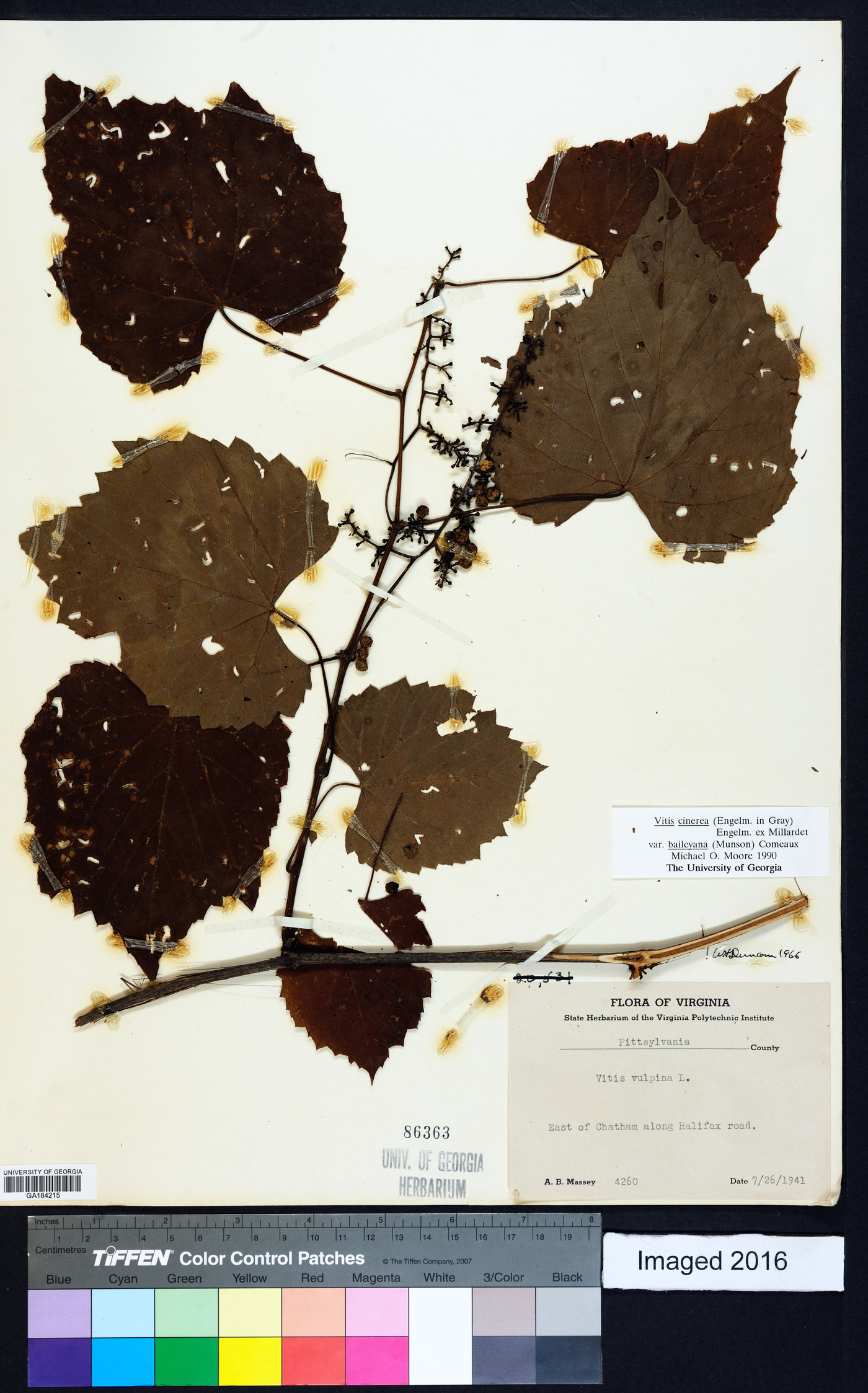 Vitis cinerea var. baileyana image