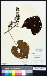 Vitis cinerea var. baileyana image