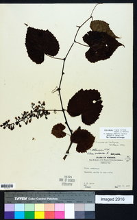 Vitis cinerea var. baileyana image