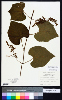 Vitis cinerea image