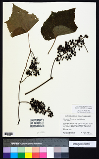 Vitis cinerea var. cinerea image