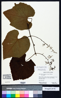 Vitis cinerea var. cinerea image