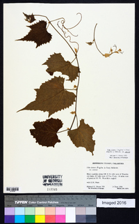 Vitis cinerea image