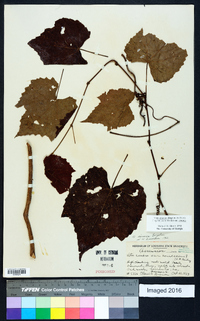 Vitis cinerea var. cinerea image