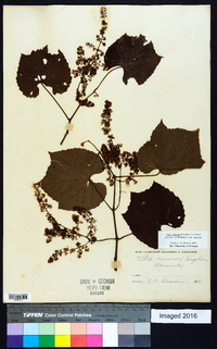 Vitis cinerea var. cinerea image