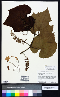 Vitis cinerea var. cinerea image