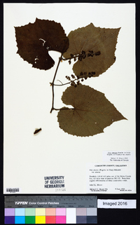 Vitis cinerea image