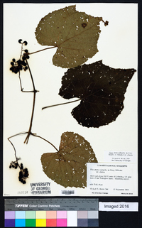 Vitis cinerea var. cinerea image