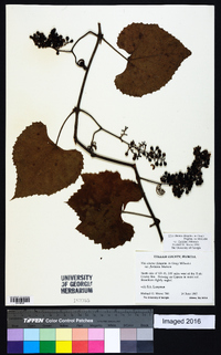 Vitis cinerea var. floridana image