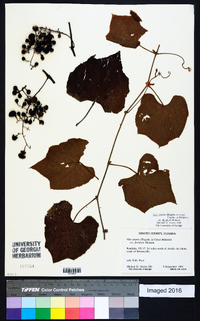 Vitis cinerea image