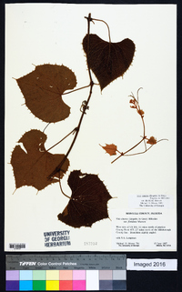 Vitis cinerea var. floridana image