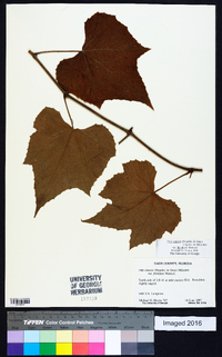 Vitis cinerea image