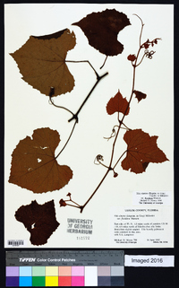 Vitis cinerea var. floridana image