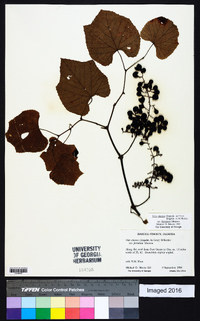 Vitis cinerea image