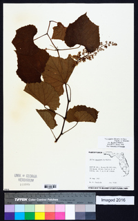 Vitis cinerea image