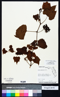 Vitis cinerea var. floridana image