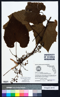 Vitis cinerea image