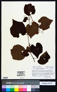 Vitis cinerea var. floridana image