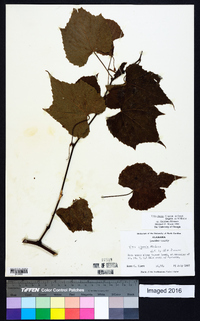 Vitis cinerea image