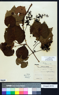 Vitis cinerea image