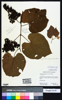 Vitis cinerea image