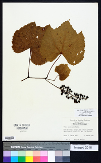 Vitis cinerea image