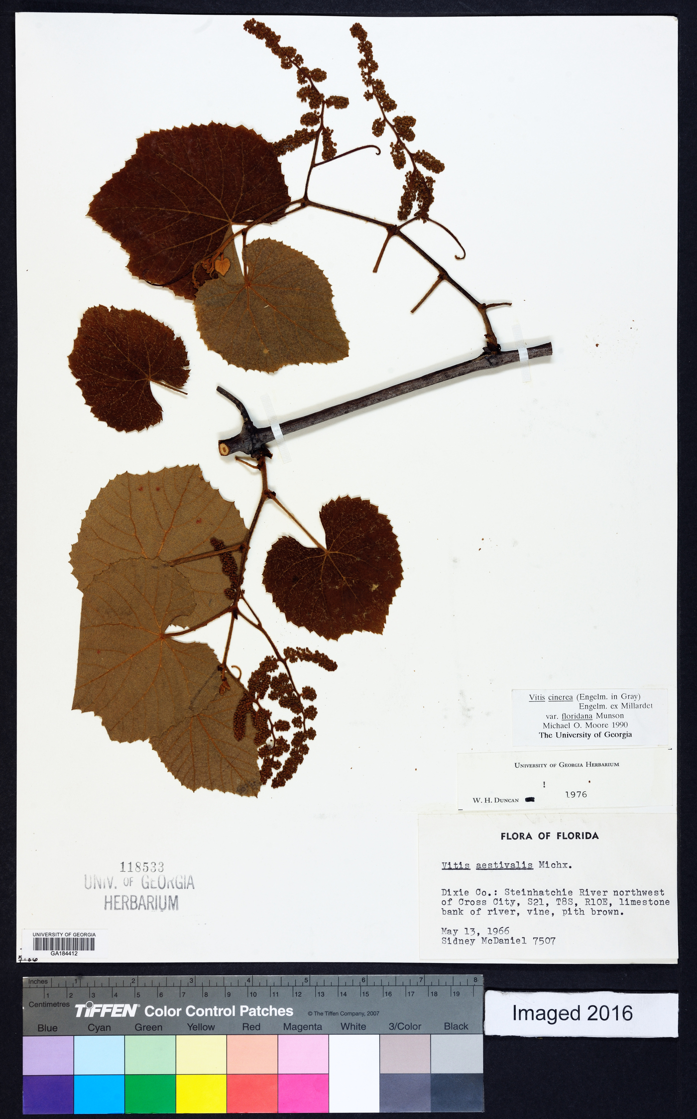 Vitis cinerea var. floridana image