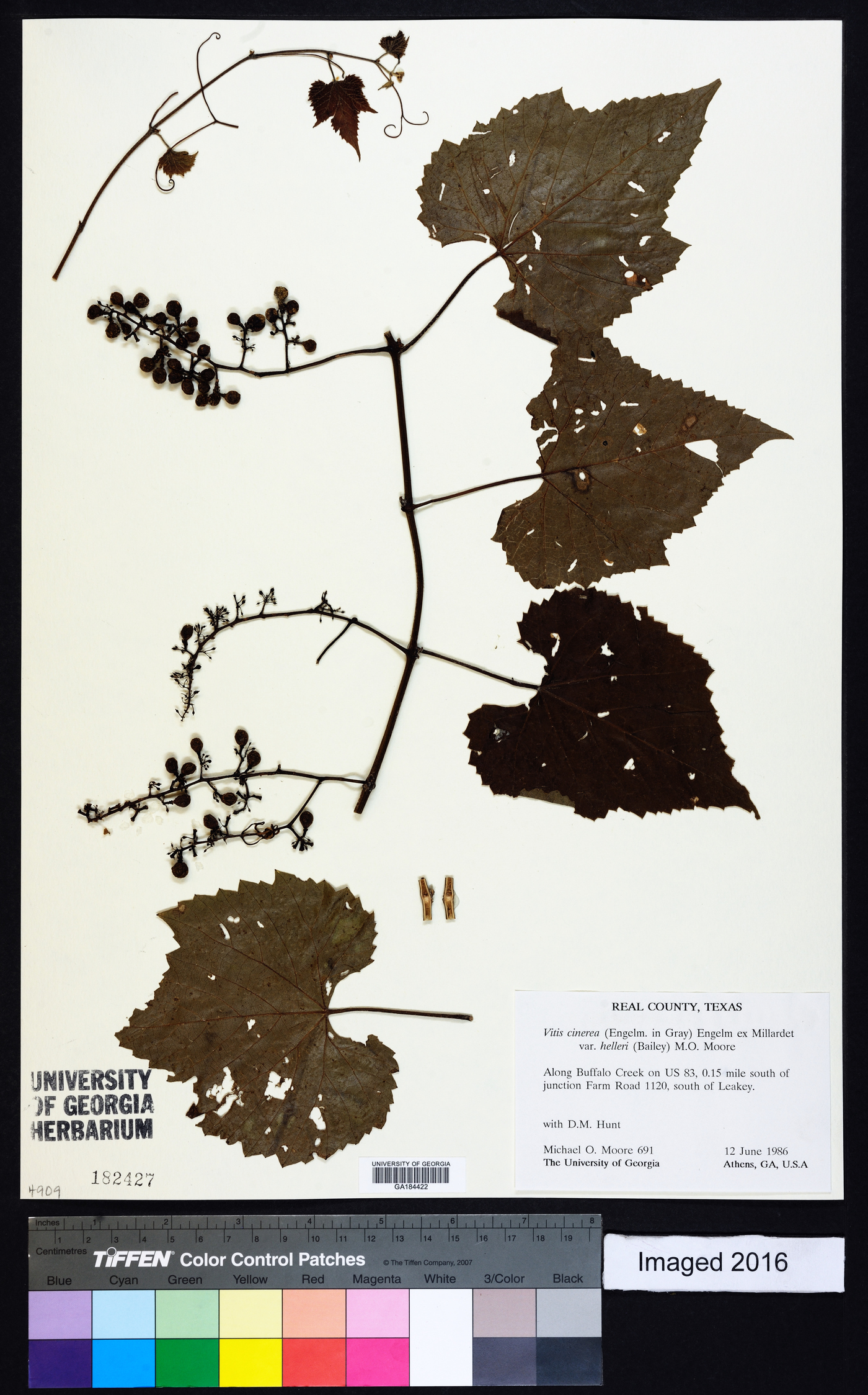Vitis cinerea var. helleri image