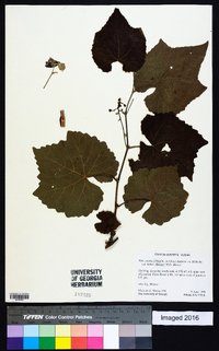 Vitis cinerea image