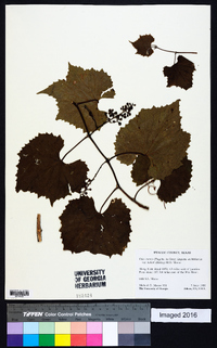 Vitis cinerea var. helleri image