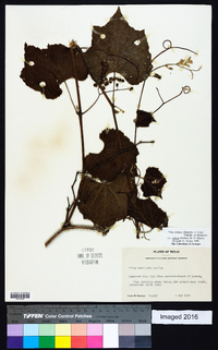 Vitis cinerea var. helleri image