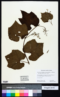 Vitis cinerea var. helleri image