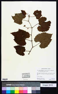 Vitis cinerea image