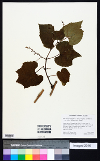 Vitis cinerea image