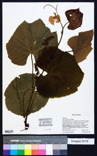 Vitis coignetiae image