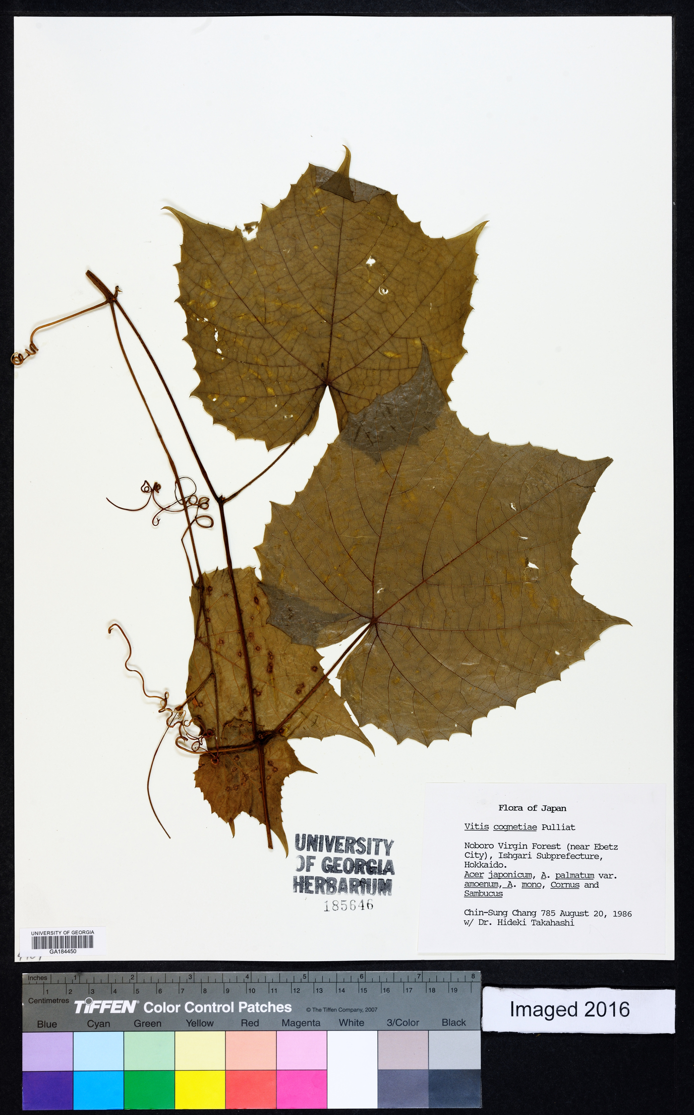 Vitis coignetiae image