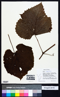 Vitis coignetiae image